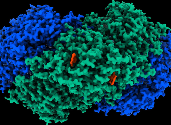 Mapa da estrutura atômica da enzima Huc (crédito: Rhys Grinter)