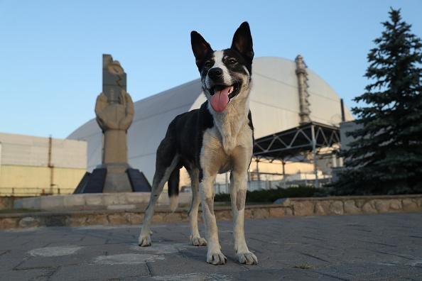 Cachorro em frente ao sarcófago que isola a usina de Chernobyl, na Ucrânia