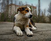 Cães de Chernobyl se tornaram 'geneticamente distintos', diz estudo