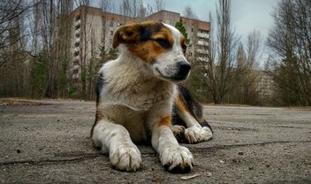 Cães de Chernobyl se tornaram 'geneticamente distintos', diz estudo