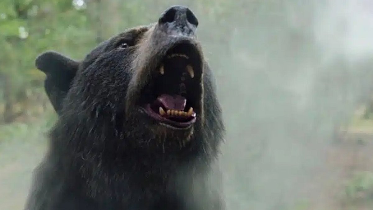 Cocaine Bear: filme conta a história de urso que consumiu cocaína