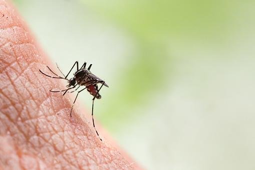 A transmissão do vírus da dengue ocorre pela picada do mosquito infectado pelo patógeno.