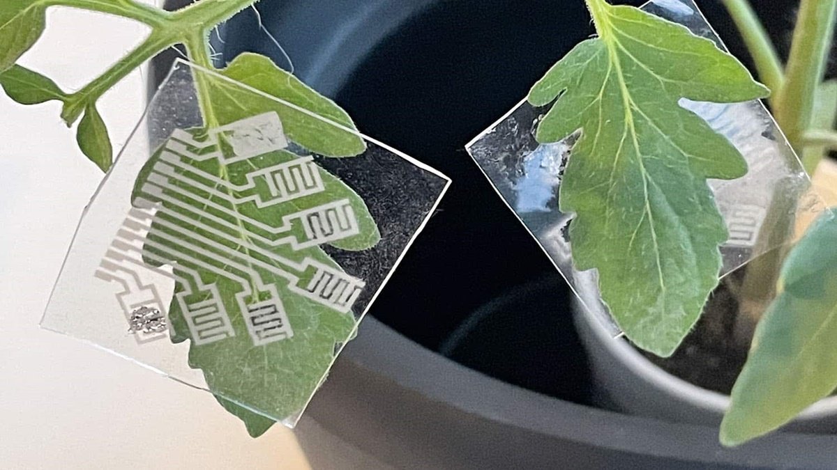 Os sensores têm material adesivo e são aplicados nas folhas.