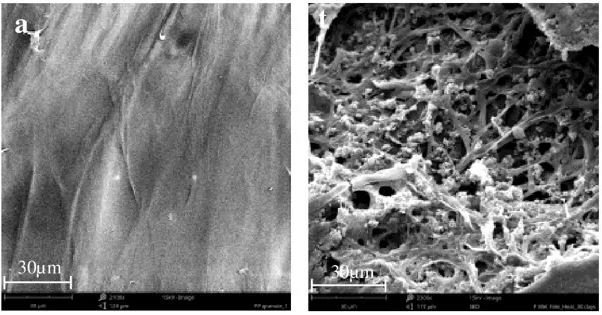 Polipropileno antes (esquerda) e depois da aplicação dos fungos (direita).