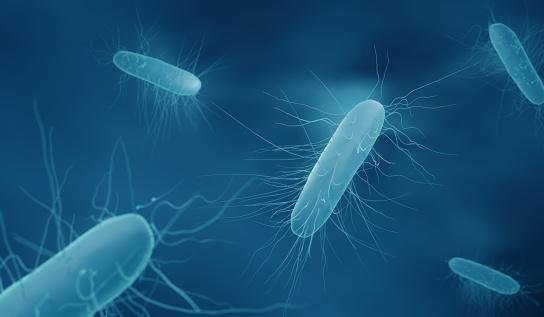 O Clostridium difficile é o principal agente causador de quadros diarreicos.