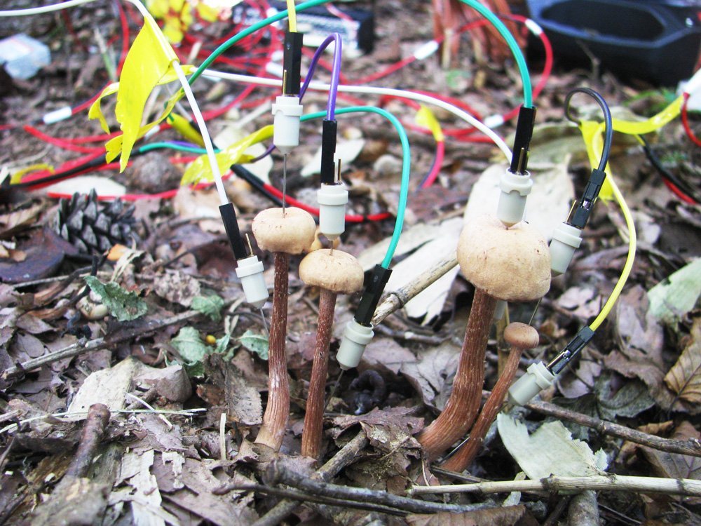 Os pesquisadores colocaram eletrodos em seis cogumelos para a análise. (Reprodução: Yu Fukasawa)