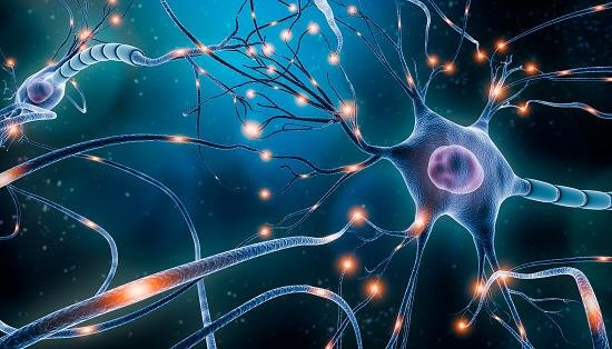 De acordo com o estudo, os neurônios são capazes de captar glicose e também realizar a glicólise dessas moléculas.