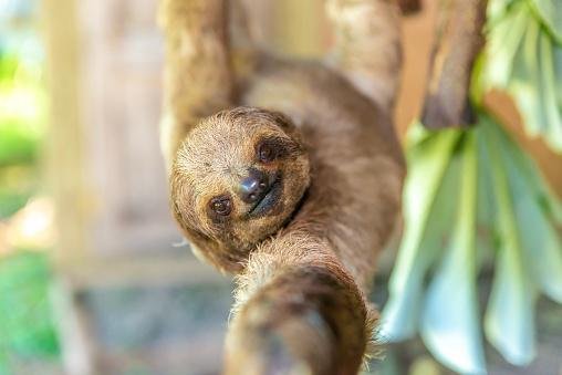 Os bichos-preguiça são animais que se locomovem a apenas 1,5 metro por hora.