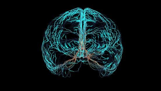 Os cientistas acreditam que o gene RELN desempenha um papel importante na neuroplasticidade do cérebro.