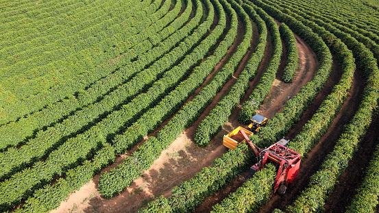 Para este ano, espera-se uma colheita de soja recorde, que corresponde a cerca de 70% da produção agrícola no trimestre