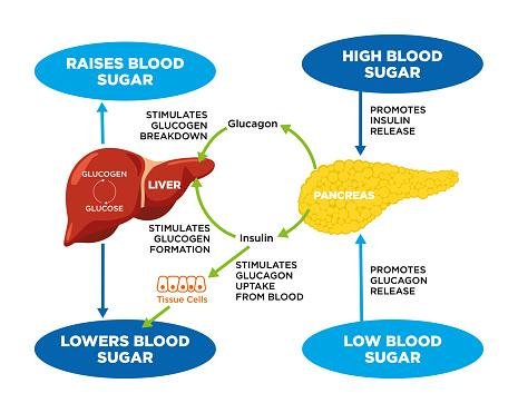 O ciclo da insulina e do glucagon