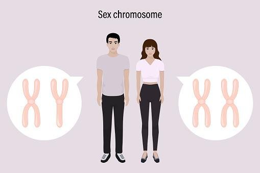 Como o cromossomo Y pode afetar a imunidade masculina?