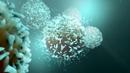 As células T atuam na defesa do nosso organismo.