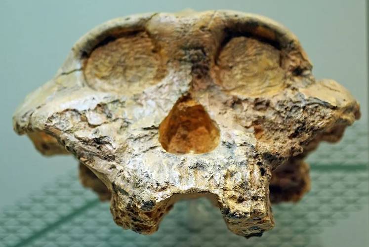 A partir dos dados, os cientistas também descobriram serem dois hominídeos do sexo masculino e dois do sexo feminino.
