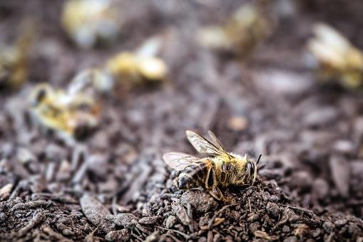 A morte de abelhas pode ser um dos grandes problemas da humanidade, pois elas polinizam cerca de um terço do suprimento alimentos de todo o mundo.
