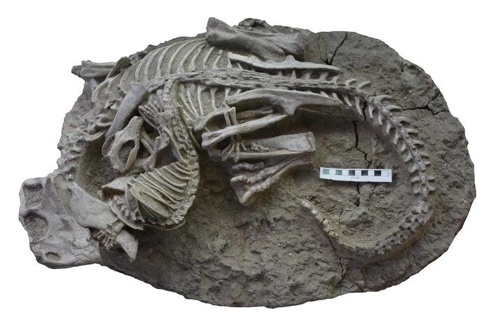 Enquanto o mamífero tinha o tamanho semelhante ao de um texugo, o dinossauro tinha a estatura de um cachorro grande.