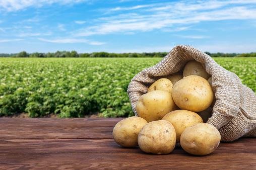 Batatas com radônio, potássio e radioatividade.