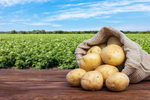 Batatas com radônio, potássio e radioatividade.