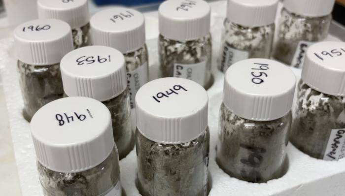 Amostras de sedimentos da pesquisa; os cientistas ainda precisam confirmar a informação, mas eles acreditam que o Lago Crawford, no Canadá, marca o início do Antropoceno.
