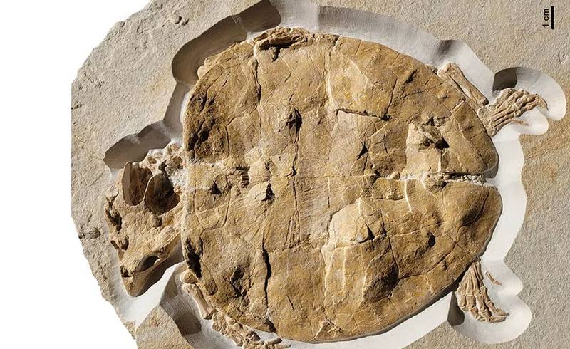 Há cerca de 150 milhões de anos, a região da Baviera, na Alemanha, era um arquipélago tropical que abrigou diversos animais jurássicos, como a tartaruga (imagem).