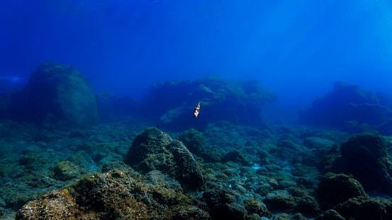 Um ecossistema com formação de vida marinha foi descoberto no fundo do oceano Pacífico.