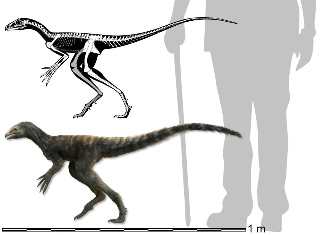 A ilustração acima apresenta detalhes do esqueleto e estatura de um Venetoraptor.