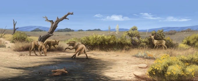 Há 12.000 anos, La Brea havia sido transformada pelas mudanças climáticas e incêndios em um ecossistema de cerrado chaparral seco. Entre as oito espécies de megafauna rastreadas em um novo estudo, apenas coiotes (Canis latrans) permaneceram na região.