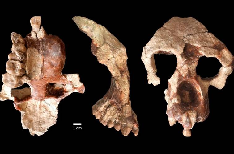 Os cientistas explicam que, provavelmente, os hominídeos saíram da Europa por conta da mudança ambiental e da redução das florestas.