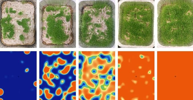 As sementes de chia germinadas apresentaram os padrões da natureza sugeridos pelo pai da computação Alan Turing.