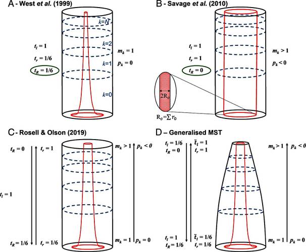 Modelos de volumes de redes ramificadas. 