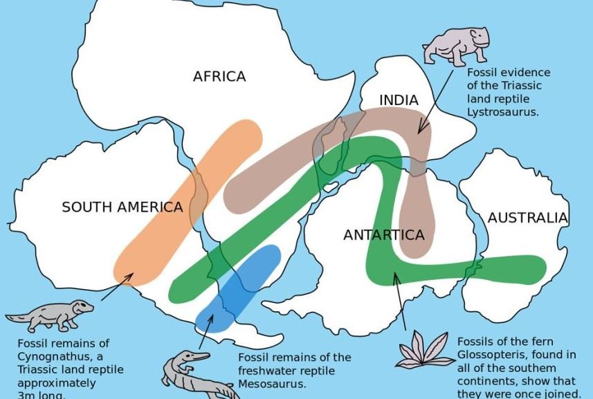 Wegener também percebeu evidências da Pangeia por meio de fósseis de plantas e animais semelhantes ou idênticos, observados em diferentes continentes.