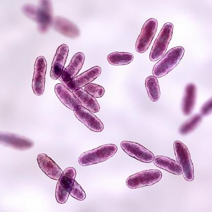 A infecção por aeromonas podem gerar infecções graves que levam a morte devido a complicações, como sepse.