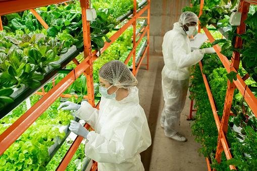 Apesar de ser automatizada, as fazendas verticais contam com funcionários para acompanhar o crescimento do cultivo indoor. (Fonte: GettyImages/Reprodução)