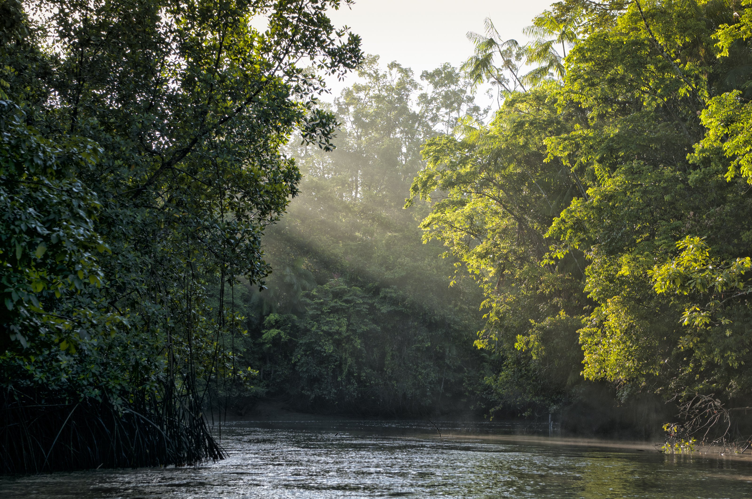 According to research, ancient pre-Columbian structures were discovered in the Amazon