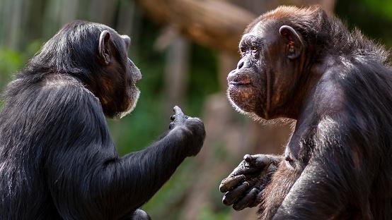 É essencial respeitar as espécies e compreender que elas se comunicam de maneiras diferentes das nossas.