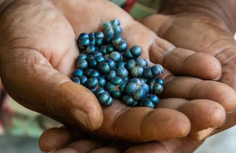 Antes de serem plantadas, as sementes passam por um processo de encapsulamento.