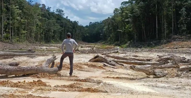 A MORFO é uma das empresas que está tentando reverter a situação do desmatamento no Brasil.