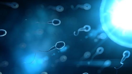 Os espermatozoides apresentam apêndices semelhantes aos cabelos, denominados flagelos.