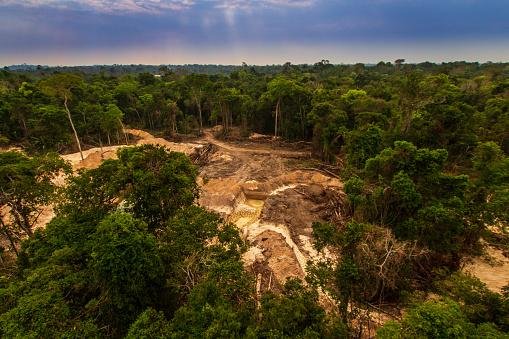 O desmatamento descontrolado ameaça a biodiversidade global.