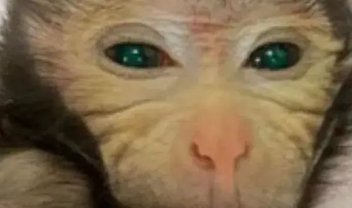 Bebê macaco 'quimera' com alta quantidade de células-tronco tem olhos verdes e dedos fluorescentes