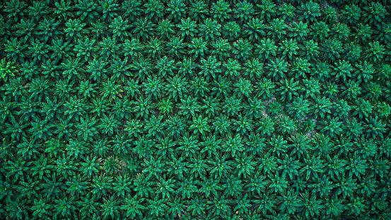 Ao invés de hectares de solo danificado com plantio de palmas para extração do óleo, uma refinaria poder dar conta de um montante significativo da produção.