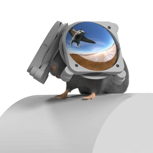 Uma representação 3D da configuração VR, com uma ave predadora no ar projetada no topo do campo visual do rato.