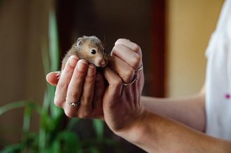 Virtual reality (VR) visual systems for head-fixed mice offer advantages over real-world studies for investigating the underlying behavior of neural circuits.