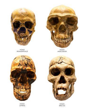 As estruturas ósseas têm sido fonte de evidência para diferenciação das espécies hominídeas.