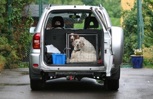 O pet deve ser transportado em uma bolsa ou caixa de viagem.