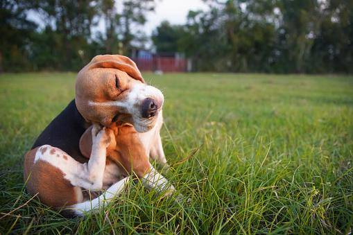 O sintoma mais comum de alergia em animais é a dermatite atópica.