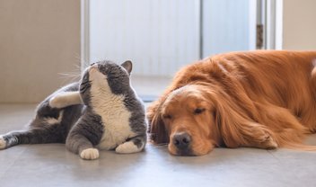 Será que alguns gatos e cachorros podem ser alérgicos a seres humanos?