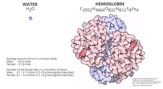 A hemoglobina usa uma mudança na forma para aumentar a eficiência do transporte de oxigênio.