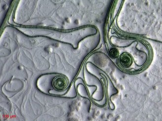 Para os pesquisadores, os microrganismos simples são os principais contribuintes para a formação da vida, mas eles também destacam a importância das cianobactérias (imagem).