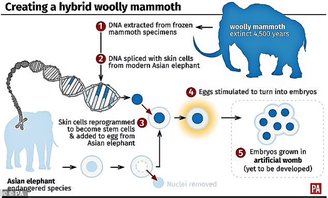 O desafio de produzir o mamute é conseguir fundir o genoma do animal em uma célula de elefante.